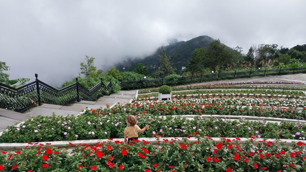 Rose Garden Dalat with vibrant blooms and lush greenery, offering a peaceful escape in Vietnam’s hig.