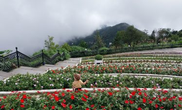 Rose Garden Dalat with vibrant blooms and lush greenery, offering a peaceful escape in Vietnam’s hig.