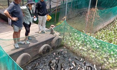 Koi fish farm experience with visitors observing vibrant fish in a serene setting.