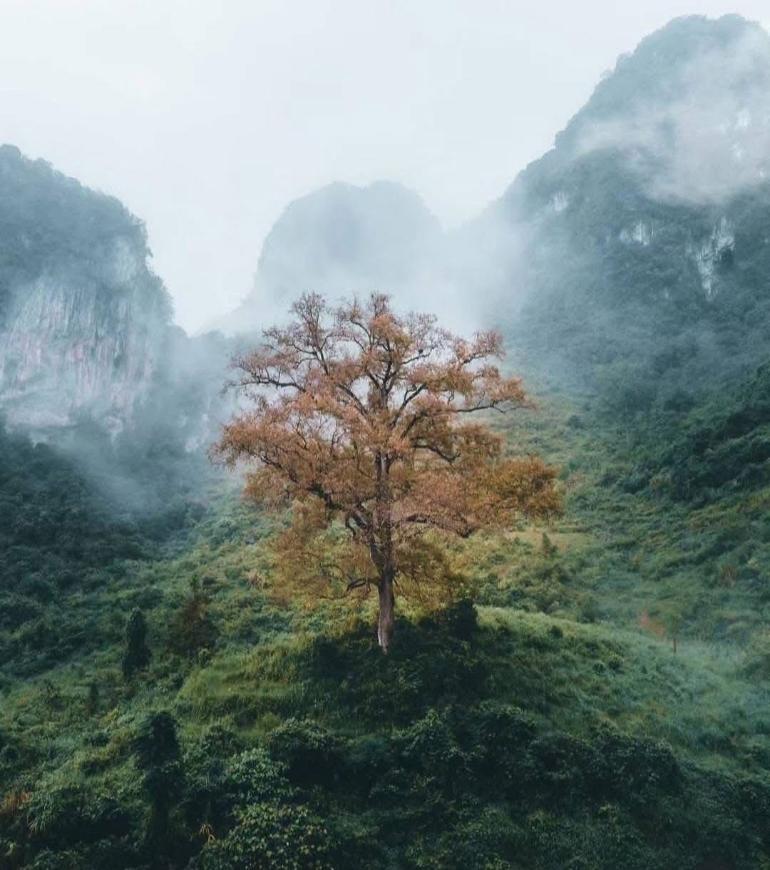 Majestic mountain landscape with misty peaks and a solitary tree in Vietnam's lush scenery.
