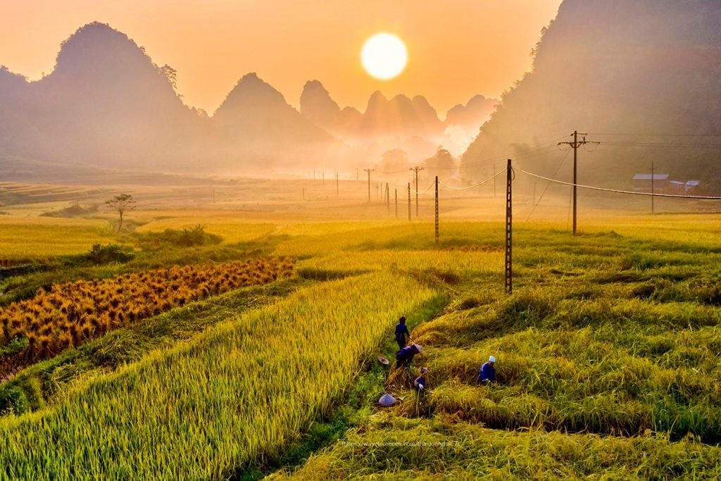 Scenic rice fields at sunrise in Vietnam, showcasing local farmers working amidst lush greenery and.