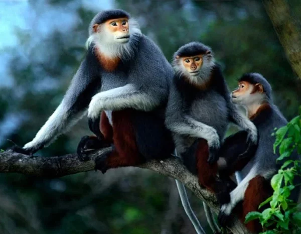Vivid scene of mountain monkeys resting on a tree branch during a trekking adventure in Sapa, showca.
