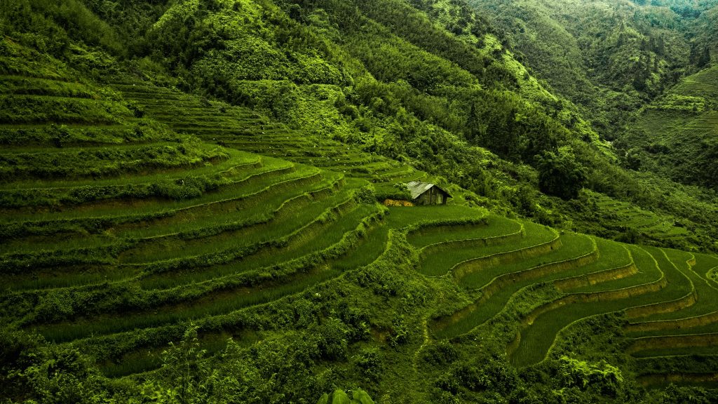 Vivid view of lush terraced rice paddies in Vietnam's mountainous region, perfect for trekking and n.