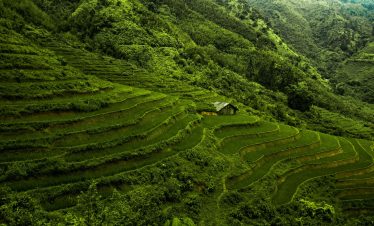 Vivid view of lush terraced rice paddies in Vietnam's mountainous region, perfect for trekking and n.