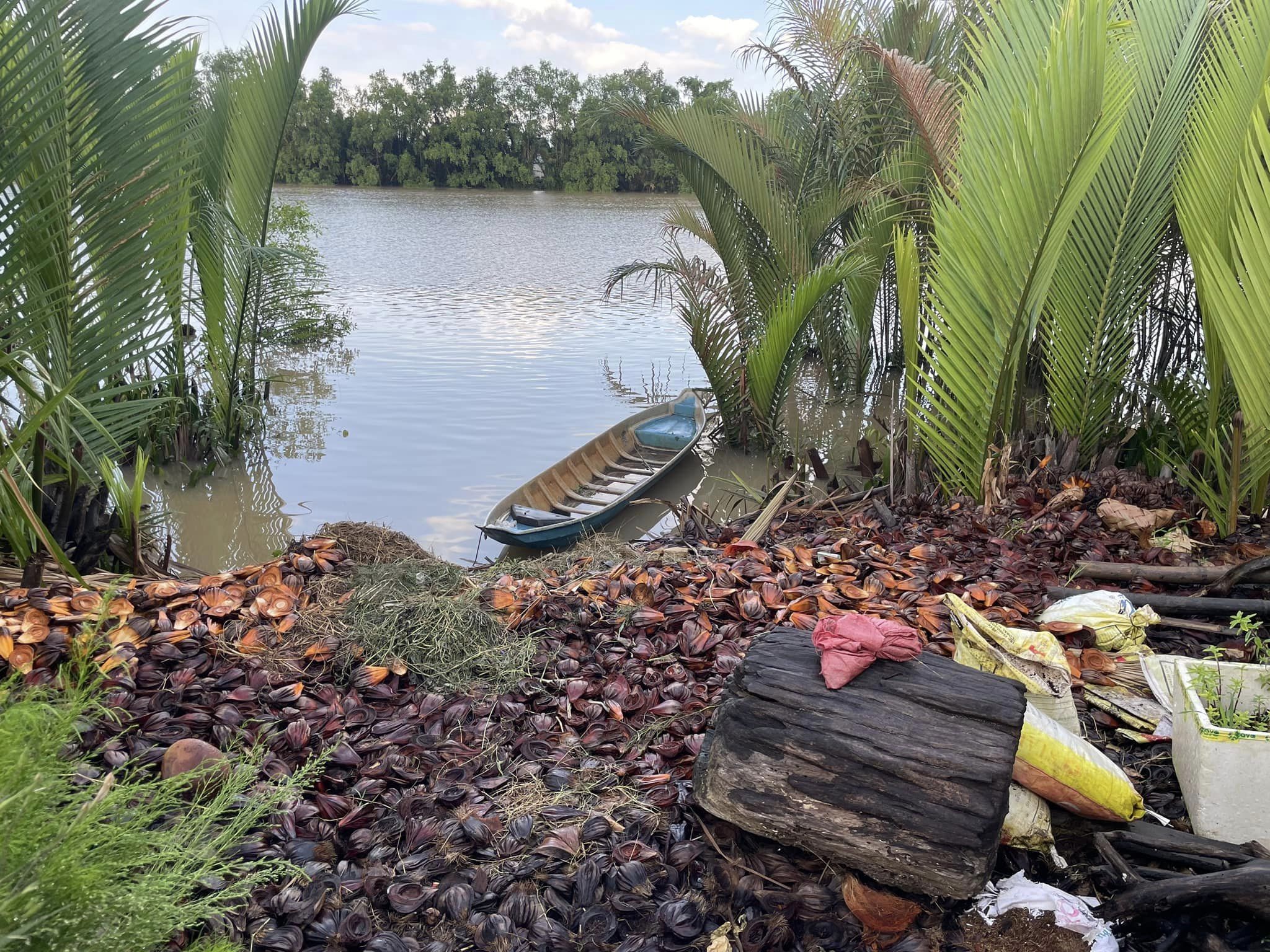 mekong-delta-nipa-palm-harvest-boat-vietnam-viettrendtour