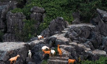 Hiking in Sapa with goats on rocky trails amid lush greenery, capturing authentic Vietnam mountain a.