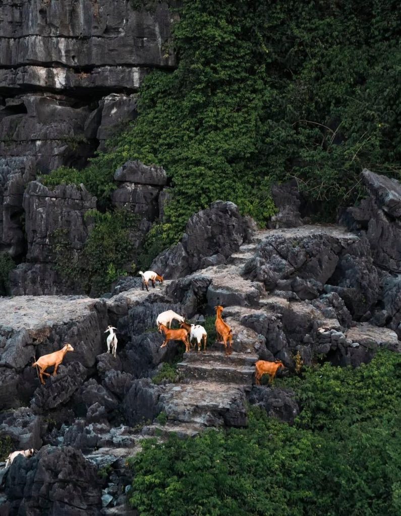 Hiking in Sapa with goats on rocky trails amid lush greenery, capturing authentic Vietnam mountain a.