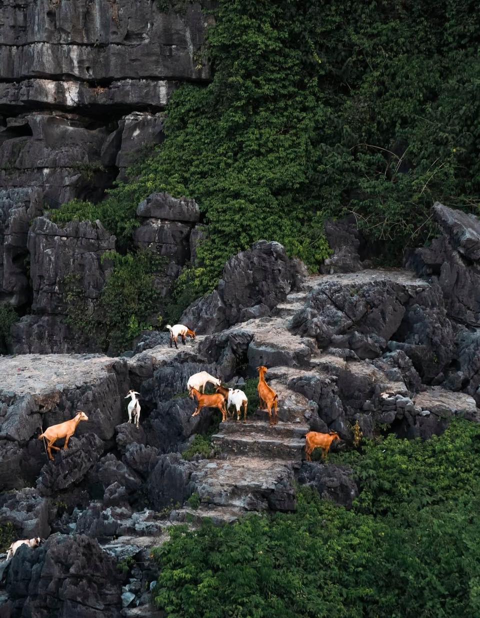 ninh-binh-mountain-goats-nature-wildlife-viettrendtour