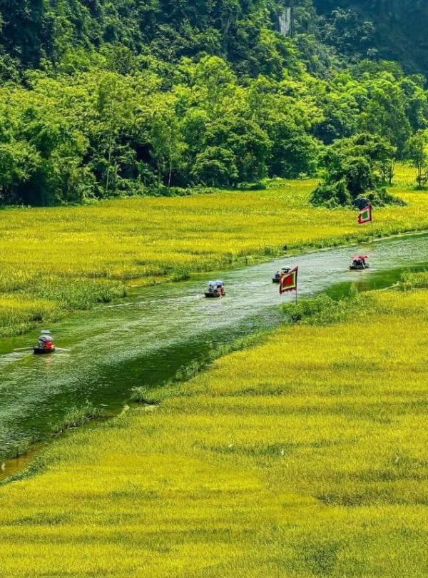 Scenic view of lush green rice paddies and waterways in Ninh Binh, perfect for trekking and explorin.