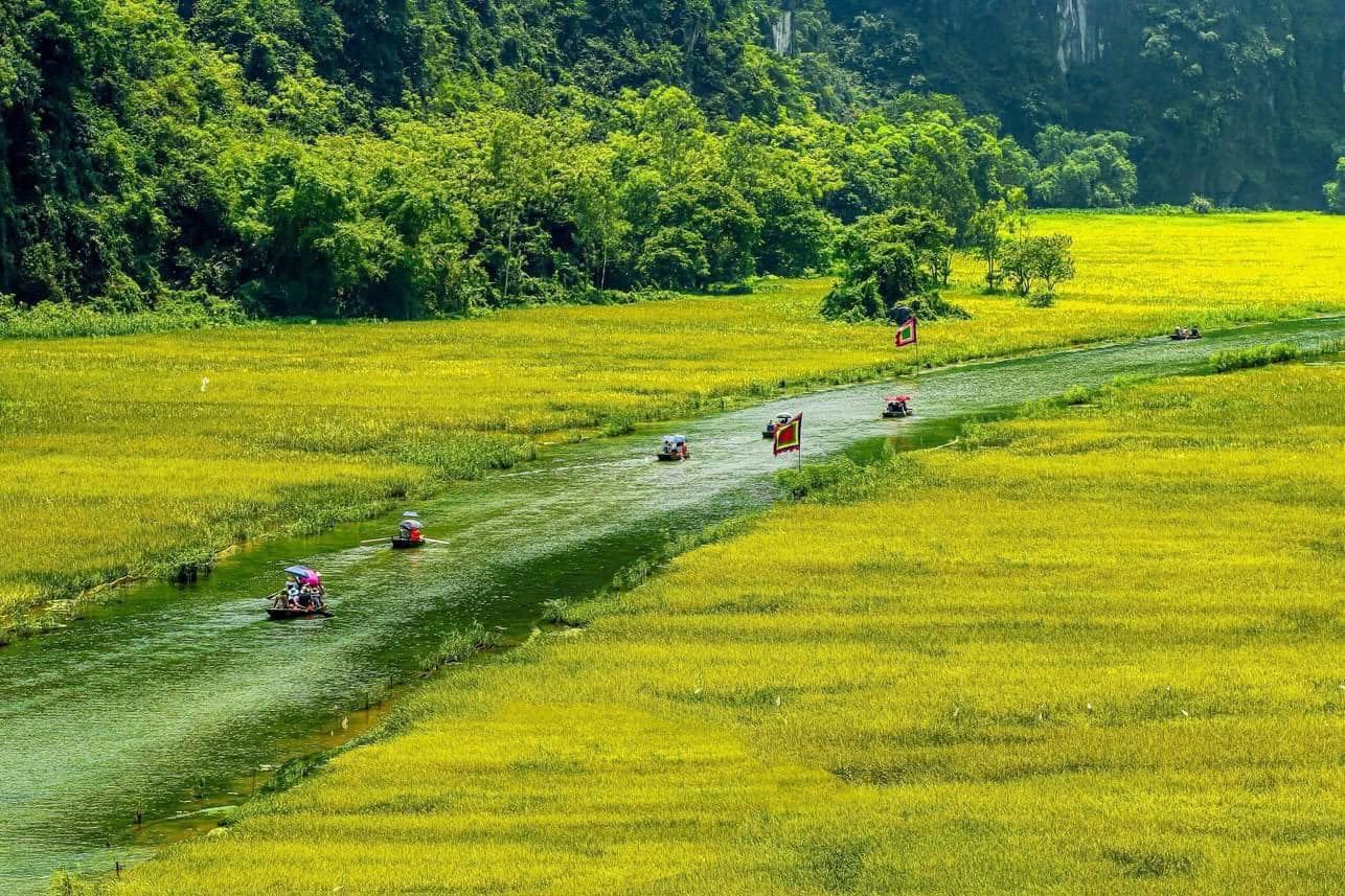 Scenic view of lush green rice paddies and waterways in Ninh Binh, perfect for trekking and explorin.