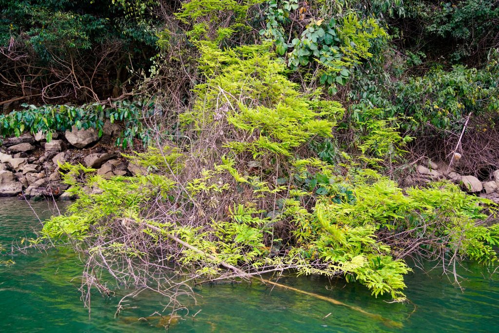 Lush green foliage by the river in Northern Vietnam, perfect for trekking and nature exploration.