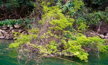 Lush green foliage by the river in Northern Vietnam, perfect for trekking and nature exploration.