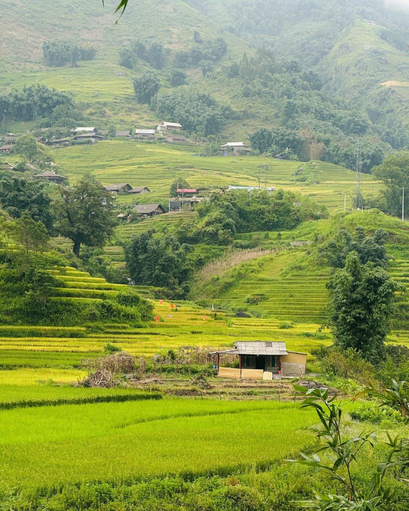 Scenic view of lush rice terraces in Sapa, perfect for trekking and exploring Vietnam's stunning mou.