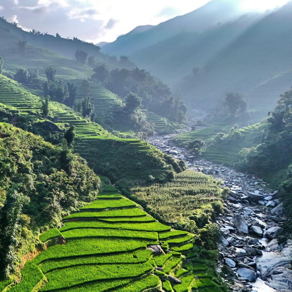 Lush green terraced rice fields in Sapa with misty mountains in the background.