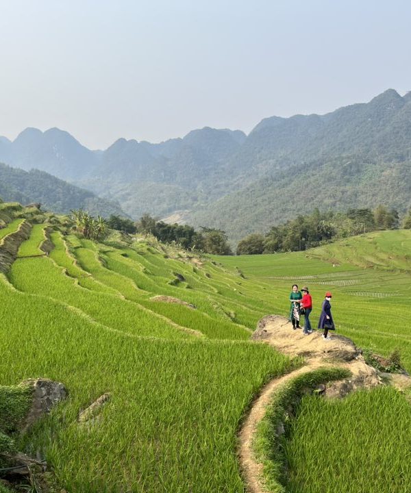 Scenic view of lush green terraced rice fields in Sapa, perfect for trekking and cultural exploratio.