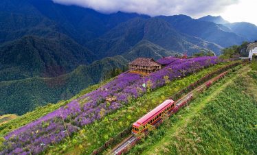 Vivid view of terraced fields and mountain scenery in Sapa with lush greenery and colorful flowers.