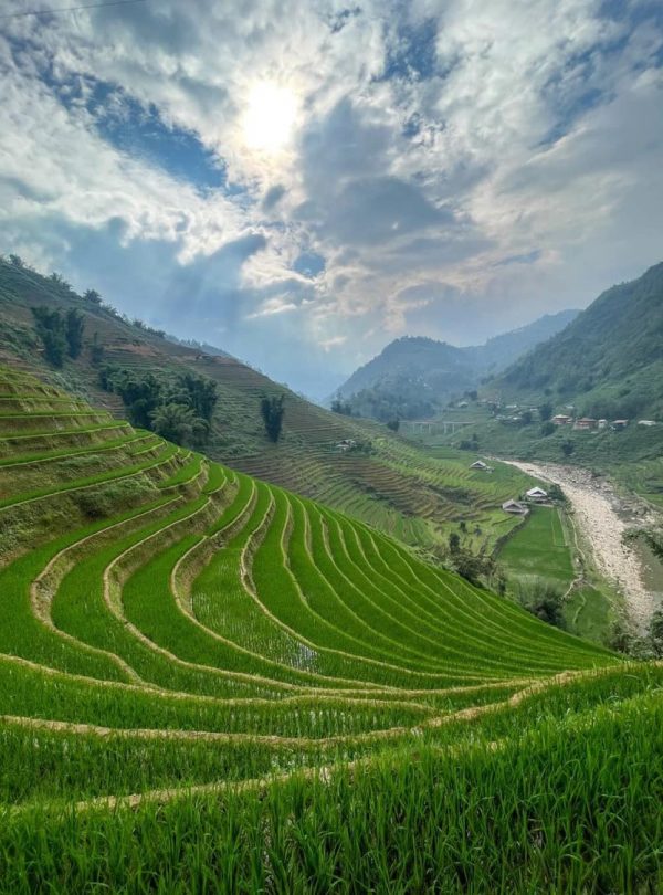 Vivid rice terraces in Sapa with lush green fields and mountain views, perfect for trekking and cult.