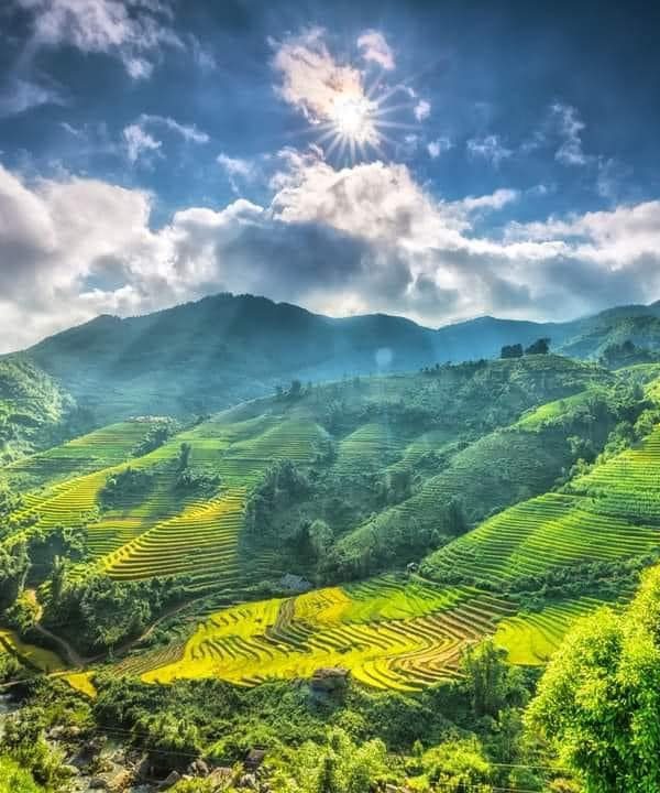 Scenic terraced rice fields in Sapa with lush mountains and vibrant greenery under a bright sky.
