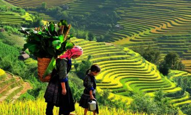 Vivid scene of local women trekking through lush terraced rice fields in Sapa, showcasing authentic.