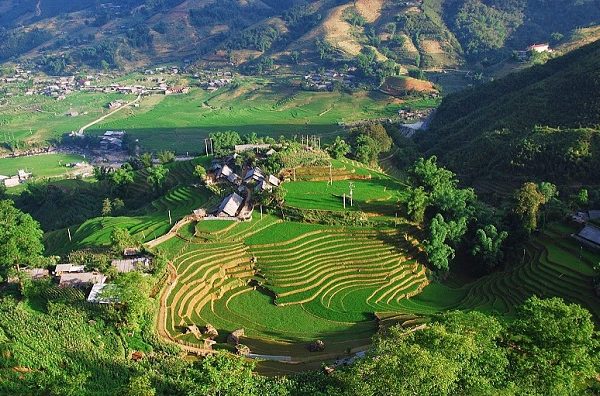 Vivid view of lush green terraced rice paddies in Sapa, perfect for trekking and exploring local cul.