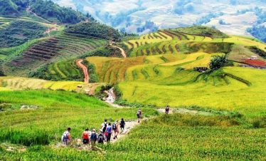 Vivid terraced rice fields in Sapa, perfect for trekking and cultural exploration.