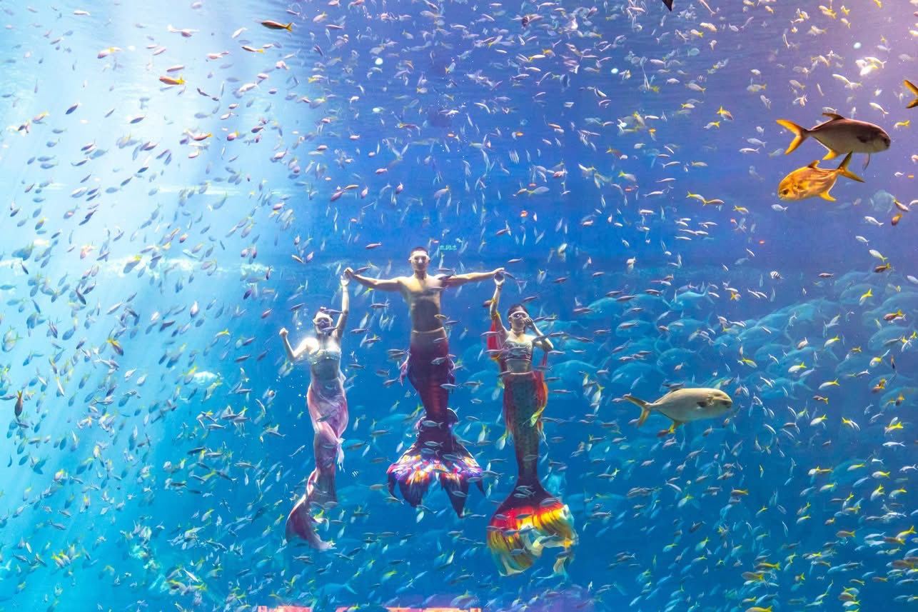 Vivid underwater scene of snorkeling in Halong Bay with colorful fish and clear blue waters.