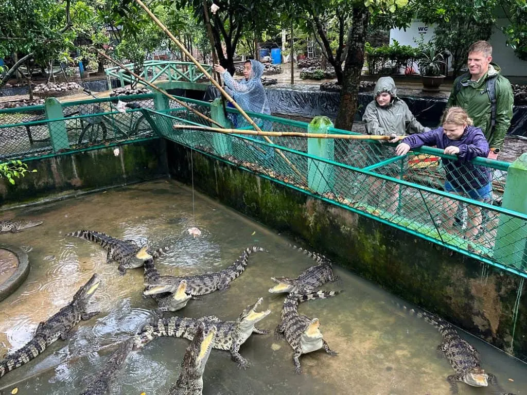 Crocodiles in a zoo enclosure with visitors feeding and observing wildlife.
