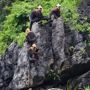 wildlife-cat-ba-langur-cliff-cat-ba-national-park-viettrendtour