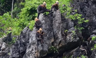 Stunning view of Halong Bay with lush greenery and rocky cliffs, perfect for a relaxing cruise exper.