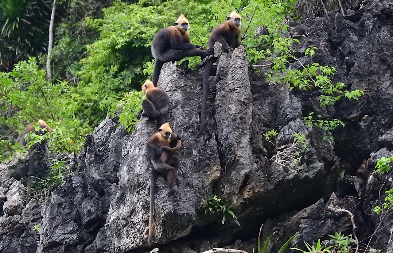 Stunning view of Halong Bay with lush greenery and rocky cliffs, perfect for a relaxing cruise exper.