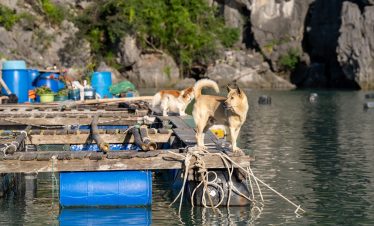 Scenic view of cats on a floating dock in Bai Tu Long Bay during a cruise adventure.