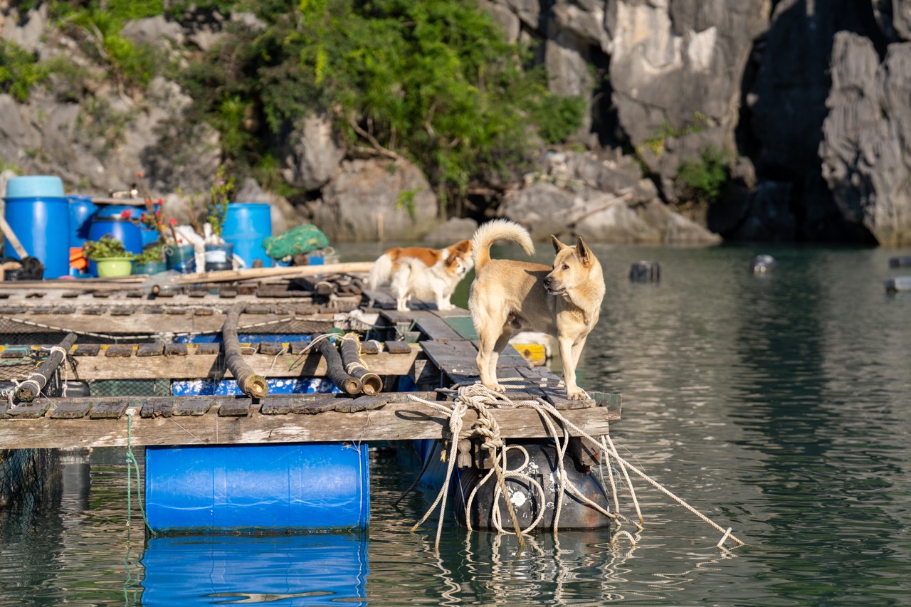 Scenic view of cats on a floating dock in Bai Tu Long Bay during a cruise adventure.
