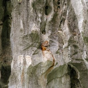 A monkey on a rocky cliff, emphasizing nature and wildlife excursions in Vietnam.